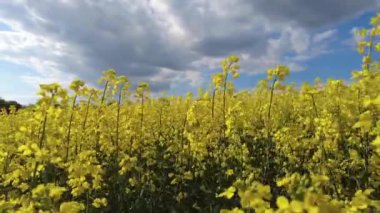 Gözyaşı tohumu çiçeği. Diplotaxis arvensis detayı. Latince Brassica Napus 'ta çiçek açan kanola ya da colza, yeşil enerji ve petrol endüstrisi için bitki, yeşil çimlerde tecavüz tohumu..