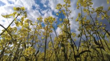 Rapeseed. Brassica napus. A field of blooming rapeseed against a blue sky. Bright colorful blue-yellow background. Plant for green energy and oil industry. selective focus.