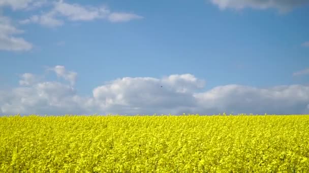 Rapeseed Brassica Napus Field Blooming Rapeseed Blue Sky Bright Colorful — 비디오