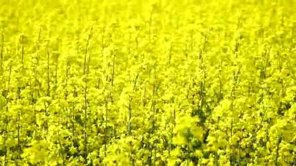 Kwiat Rzepaku Sinapis Arvensis Szczegół Diplotaxis Kwitnącej Rzepaku Rzepaku Rzepaku — Wideo stockowe