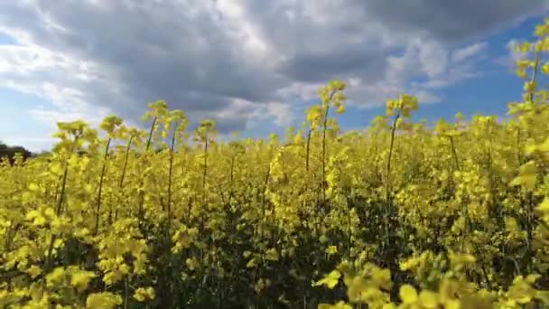 Kwiat Rzepaku Sinapis Arvensis Szczegół Diplotaxis Kwitnącej Rzepaku Rzepaku Rzepaku — Wideo stockowe