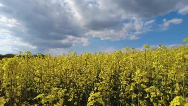 Rapeseed Brassica Napus Field Blooming Rapeseed Blue Sky Bright Colorful — Stock videók