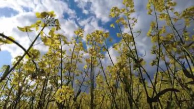 Colza. Rapeseed. Brassica napus. A blooming rapeseed field on a sunny day. The wind flutters yellow rapeseed flowers. A rich crop of blooming yellow rapeseed with a blue sky and clouds.