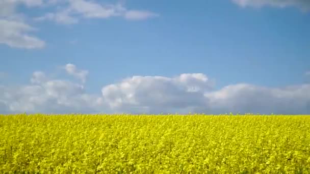Colza Rapeseed Brassica Napus Blooming Rapeseed Field Sunny Day Wind — Vídeo de Stock