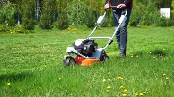 Close Man Mowing Grass Backyard Lawn Mower Mowing Dandelions Weed — Stock Video
