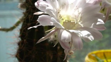 Echinopsis. Cactus flower. Flower detail of Echinopsis oxygona, a succulent plant in the cactus family called the Easter lily. Blooming cactus flower on a sunny day.