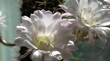 Echinopsis. Cactus flower. Flower detail of Echinopsis oxygona, a succulent plant in the cactus family called the Easter lily. Blooming cactus flower on a sunny day.