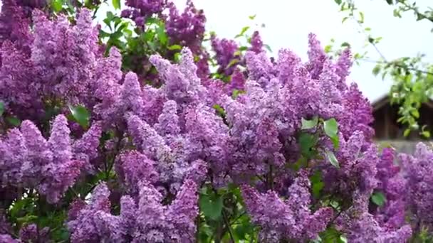 Syringa Vulgaris Lilac Branches Blossoming Lilac Sway Wind Lilac Bushes — Stock video