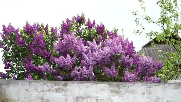 Syringa Vulgaris Lilac Branches Blossoming Lilac Sway Wind Lilac Bushes — Stock Video