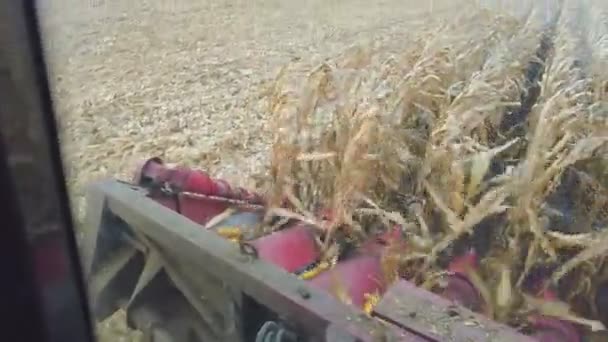 Corn Harvest Combine Harvester Collects Corn Cobs Agricultural Machines Working — Stockvideo