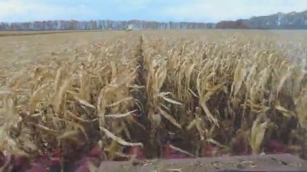 Corn Harvest Combine Harvester Collects Corn Cobs Agricultural Machines Working — Stockvideo