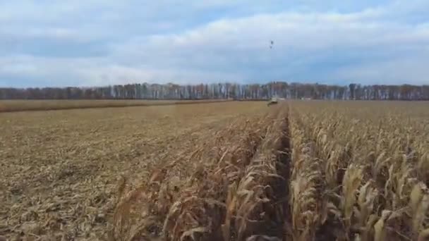 Corn Harvest View Grain Harvester Action Gears Cut Corn Mill — 비디오