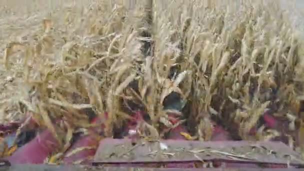 トウモロコシの収穫 トウモロコシの穂軸を集めるコンバイン ハーベスター 収穫時に農地で働く農業機械 農業の概念 客室からの眺め — ストック動画