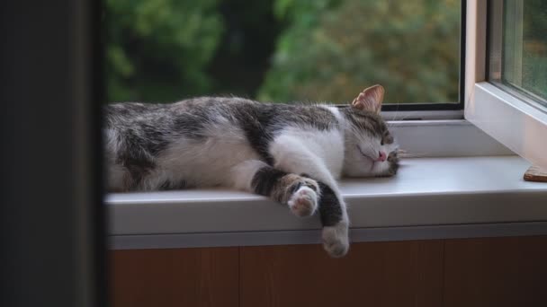 Katze Großaufnahme Auf Fensterbank Liegend Graues Kätzchen Ruht Fenster Pelziges — Stockvideo