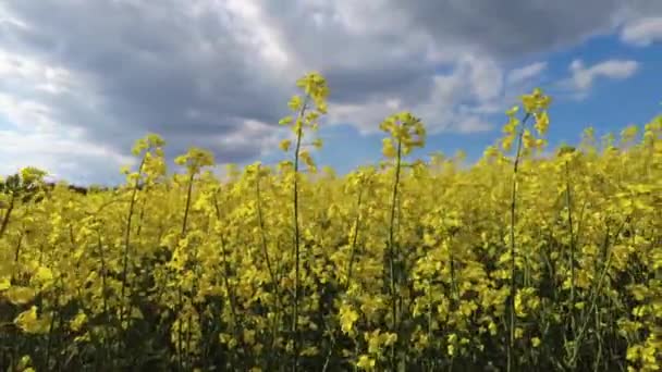 菜食だ ブラシカ ナプス 青空に向かって菜の花畑が広がっています 明るいカラフルな青黄色の背景 グリーンエネルギーと石油産業のための工場 選択的焦点 — ストック動画