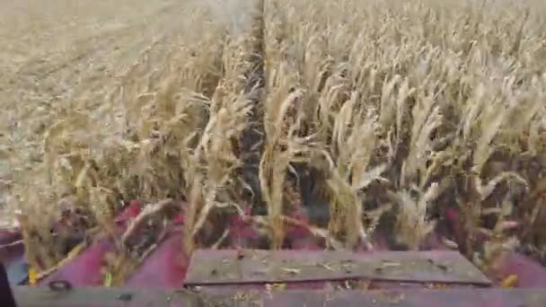 Corn Harvest View Grain Harvester Action Gears Cut Corn Mill — Stok video