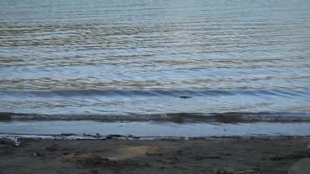 海や川のビーチ 水は砂になる 水の波 — ストック動画