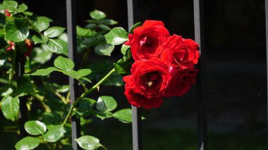 Çitteki kırmızı güller. Dekoratif kapılarda kırmızı güller. Güzel kırmızı güller baharda kaldırım kenarındaki ev bahçesinde..