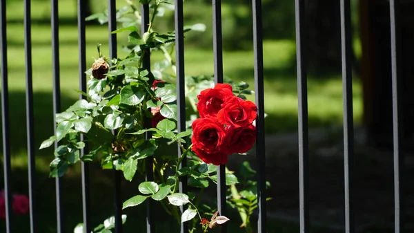 Красные Розы Заборе Красные Розы Декоративных Воротах Красивые Красные Розы — стоковое фото