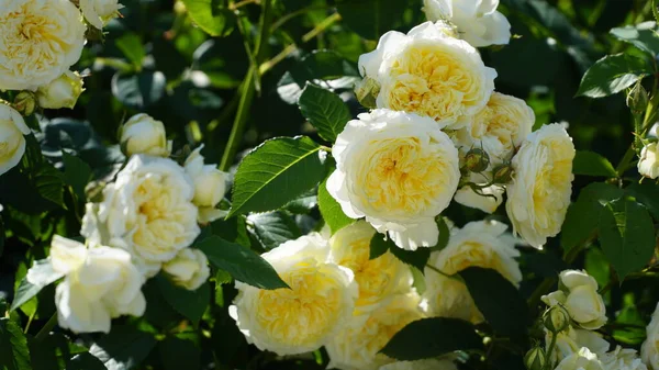 bush of white roses. White rose bush close up. Blooming garden plant under sunlight with blue sky. Beautiful climbing Alba rose.
