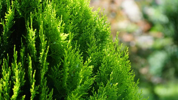 Thuja Arbor Vitae Oder Thuja Occidentalis Ist Ein Kugelförmiger Immergrüner — Stockfoto