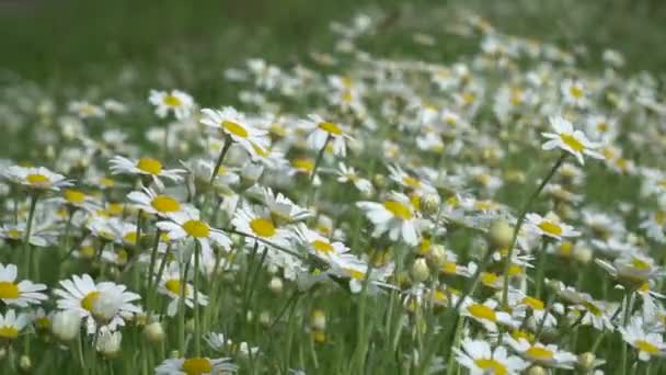 Papatya Çayı Beyaz Papatya Çiçekleri Gün Batımı Işıklarında Çayırda Rüzgarda — Stok video