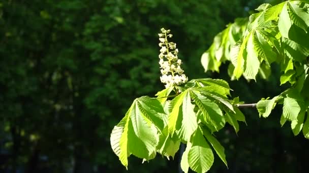 栗の木 若い枝に芽とキャンドル栗の白い花が付いています 開花栗 — ストック動画