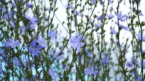Čekanka Kvetoucí Čekanka Čekanka Obecná Cichorium Intybus Nectar Pyl Medových — Stock video
