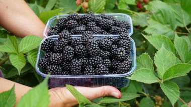 Böğürtlen Rubus Eubatus. Yeşil bir dalda böğürtlen. Çalılıklarda lezzetli bir böğürtlen yetişiyor. Böğürtlen. Meyve suyu. Bir dalda meyve suyu. Blackberry hasadı. Seçici odak.