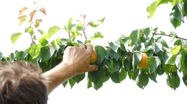 Kayısı. Meyve çiftliğindeki bir ağaçtan kayısı toplayan bir adamın yakın çekimi. Kayısı bahçesi. Kayısı hasadı.