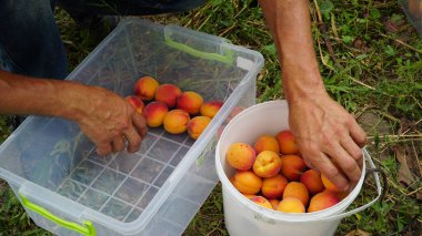 Kayısı. Bir kutuda kayısı hasadı. Taşımak için kayısı meyveleri istifliyorum. Olgun sulu kayısılar. Büyük parlak meyveler. İşlem yapılmadan.