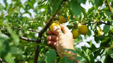 Sarı erik. Prunus cerasifera. Ağacın dallarında erik meyveleri olgunlaşıyor..