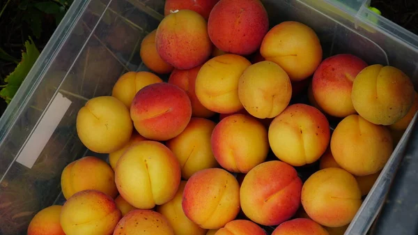 Apricot Harvesting Apricots Box Stacking Apricot Fruits Transportation Ripe Juicy — Stock Photo, Image