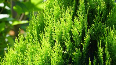 Serseri. Arbor vitae ya da thuja occidentalis, bahçe merkezinde dünya şeklinde bir çalı ağacı..