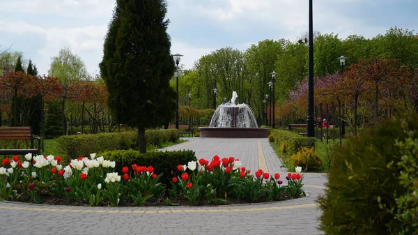A small fountain in the garden with a blurry tree and foliage in the foreground. Quiet spring landscape with a fountain in the park.