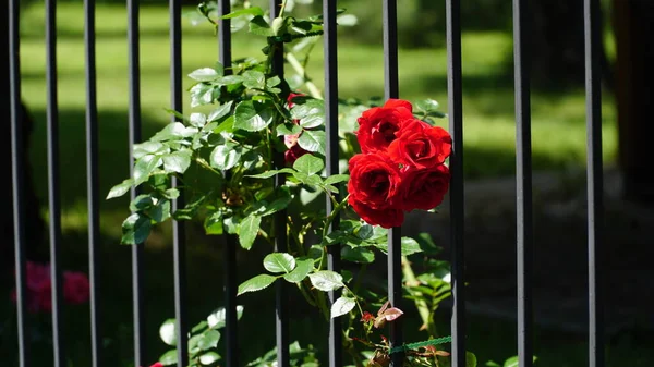 Красные Розы Заборе Красные Розы Декоративных Воротах Красивые Красные Розы — стоковое фото