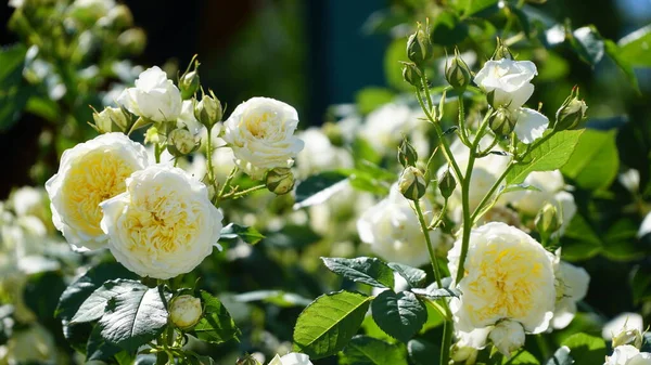 bush of white roses. White rose bush close up. Blooming garden plant under sunlight with blue sky. Beautiful climbing Alba rose.