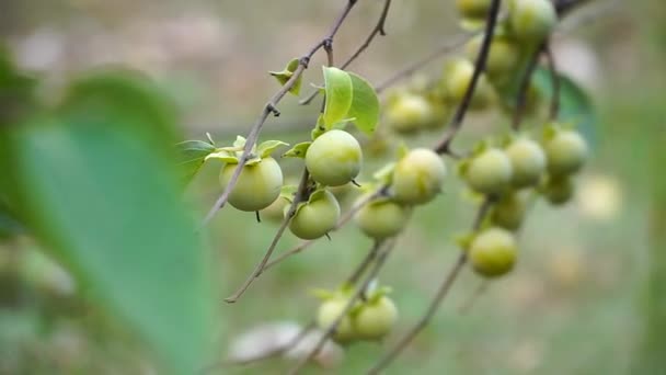 Persimmon Vue Des Fruits Kaki Japonais Automne Feuilles Hiver Saison — Video