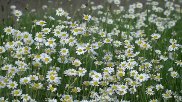 カモミールだ 日没の光の中で白いデイジーの花フィールド牧草地 風の中で白いデイジーのフィールドを閉じるに揺れる 生物学 動物相 生態系 — ストック動画