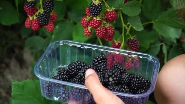 Blackberry Picking Rubus Eubatus Fresh Blackberries Garden Close Ripe Blackberries — Stock Video