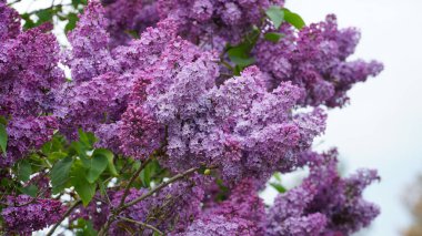 Şırınga kabalığı. Geniş bir çalılıkta açan mor ve beyaz leylakların yakın çekimi. n