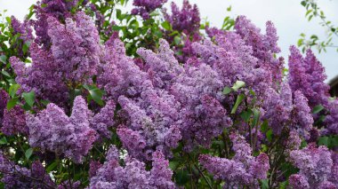 Şırınga kabalığı. Geniş bir çalılıkta açan mor ve beyaz leylakların yakın çekimi. n