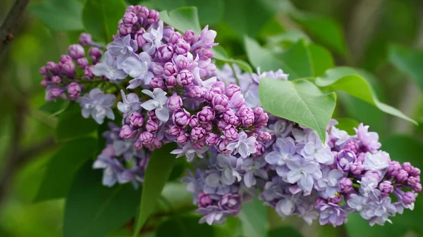 stock image Syringa vulgaris. Close-up of blooming purple and white lilacs on a large bush. n