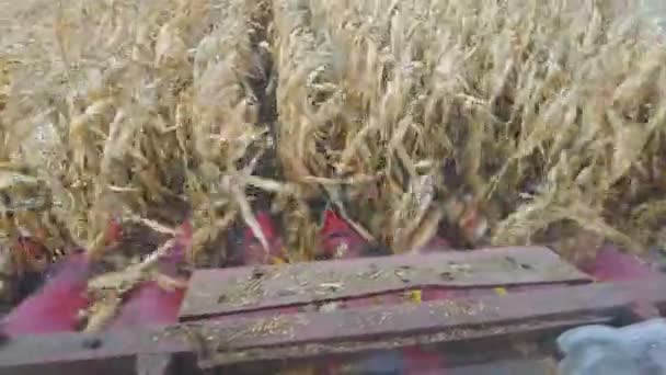Corn Harvest View Grain Harvester Action Gears Cut Corn Mill — Vídeo de stock