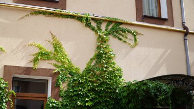 Partenosissus triküpipidata. Dekoratif Liana binanın ön cephesinde. n