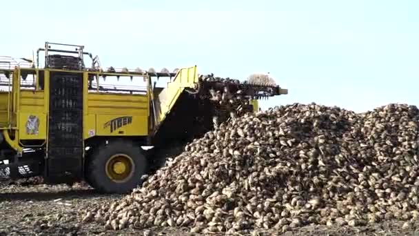 ウクライナビニッツァ 2023 ローディングビート収穫 畑でビートを収穫する ビート収穫装置 ナンバーワン — ストック動画