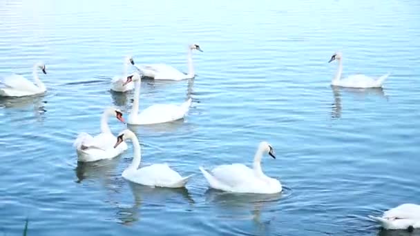 Cisnes Estanque Una Familia Cisnes Nada Estanque — Vídeos de Stock