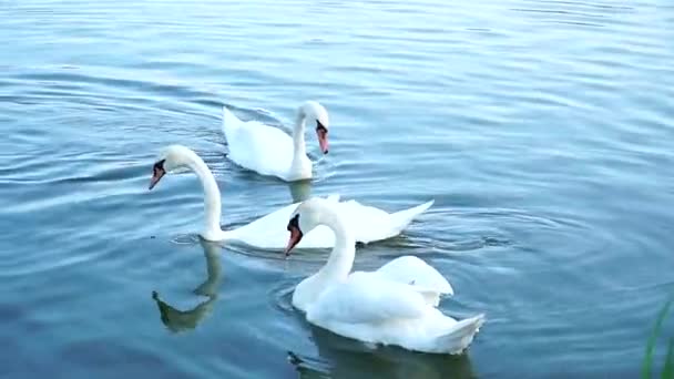 Cisnes Lagoa Uma Família Cisnes Nada Lago — Vídeo de Stock