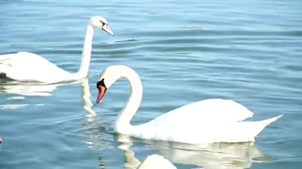 池塘里的天鹅一群天鹅在池塘里游泳 — 图库视频影像