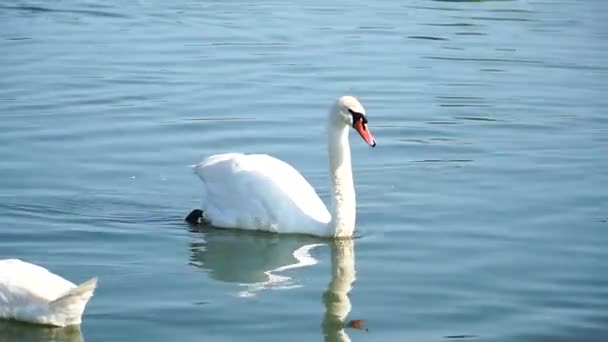 Swans Pond Family Swans Swims Pond — Stock Video